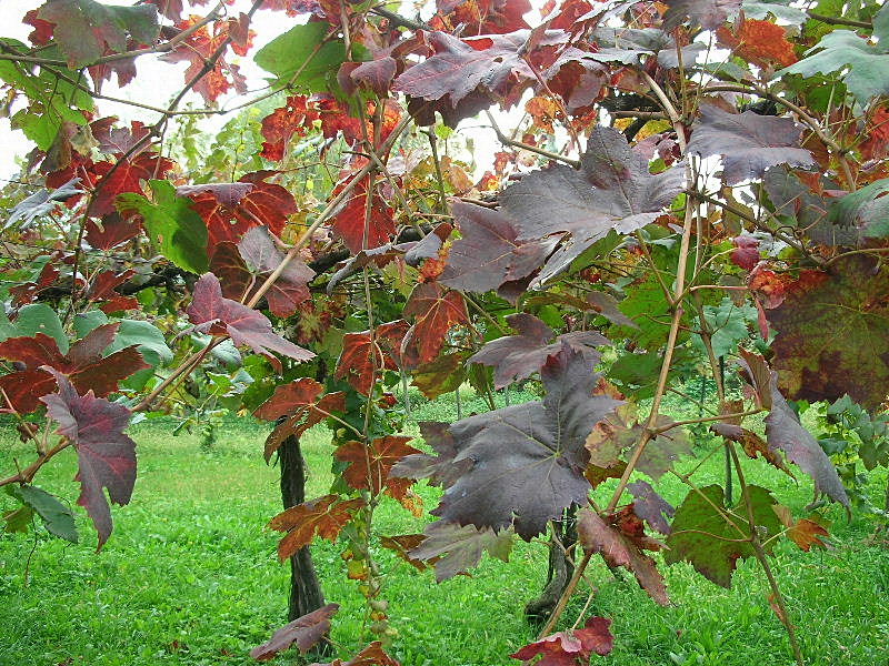 I colori dell''autunno...